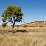 Having a connection with the land — Native title claim (#2) by the Jangga People