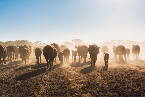 Herd-of-cows-walking-across-a-paddock