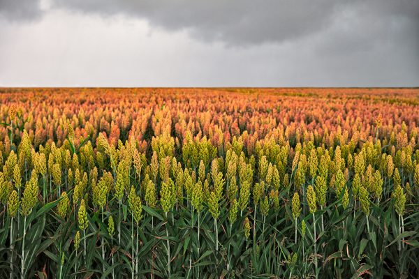 field-of-sorghum