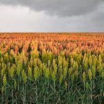 Shattered: Sorghum growers’ claim rejected  by Supreme Court