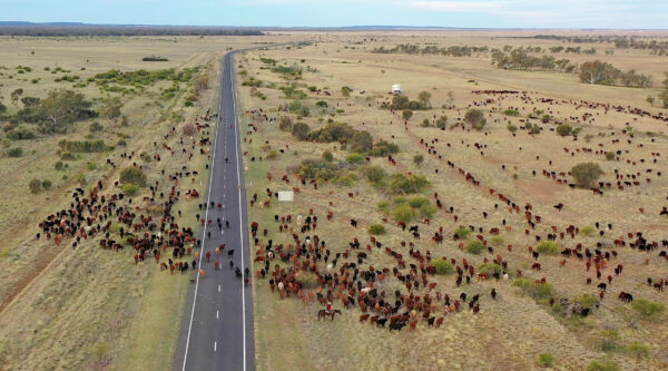 farmers-mustering-cattle-near-road