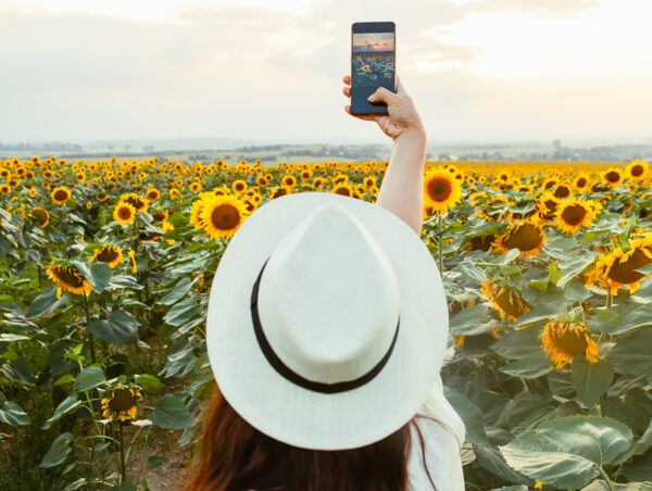 woman-taking-photos-of-sunflowers