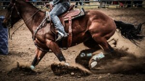 camperdraft rodeo law law change qld